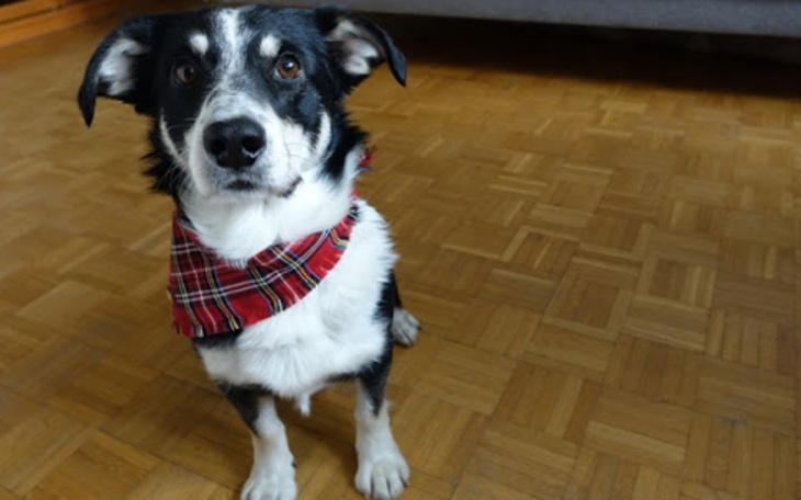 Zbiórka Na karmę dla piesków ze schronis - zdjęcie główne