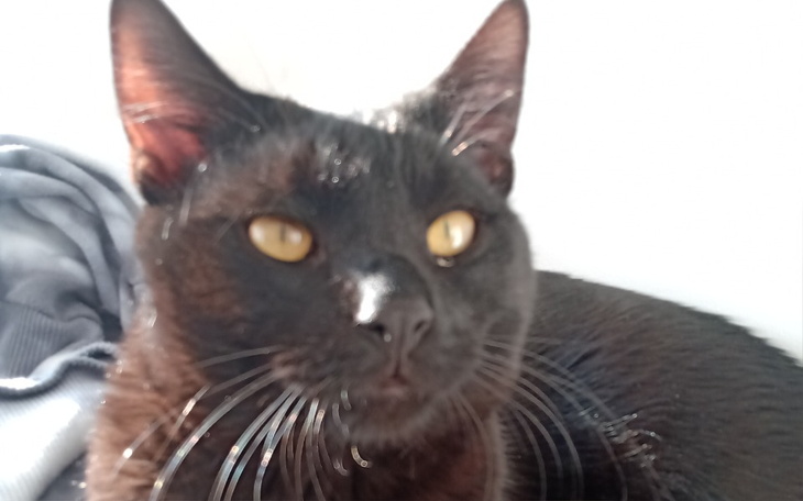 Zbiórka Operacja nosa dla kotka - zdjęcie główne