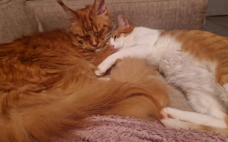 Dwa koty śpiące razem na kanapie.