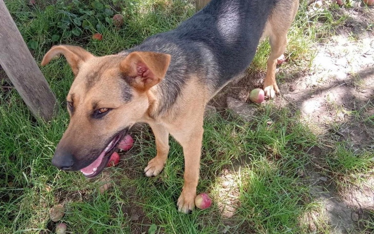 Zbiórka Karma dla bezdomnego serduszka - zdjęcie główne