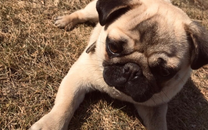 Zbiórka Zbieram na leczenie Luny - zdjęcie główne