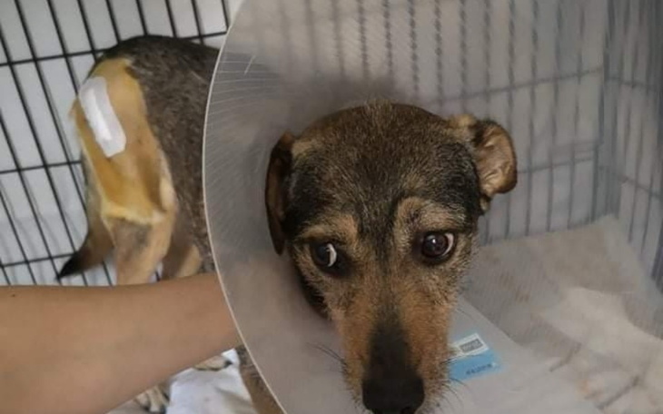 Zbiórka Opłata operacji łapki Kory - zdjęcie główne