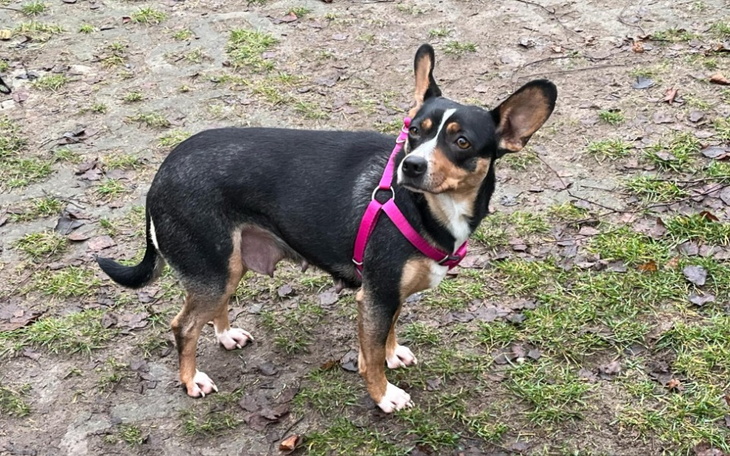 Pies w szelkach, stojący na trawie.