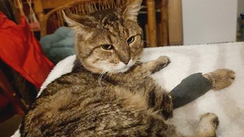Zbiórka Wyrzucony jak śmieć - miniaturka zdjęcia