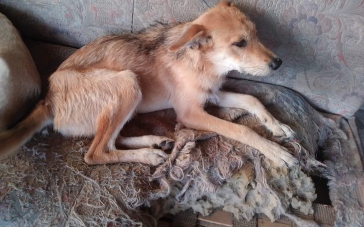 Zbiórka Jeszcze żywe szkielety - zdjęcie główne
