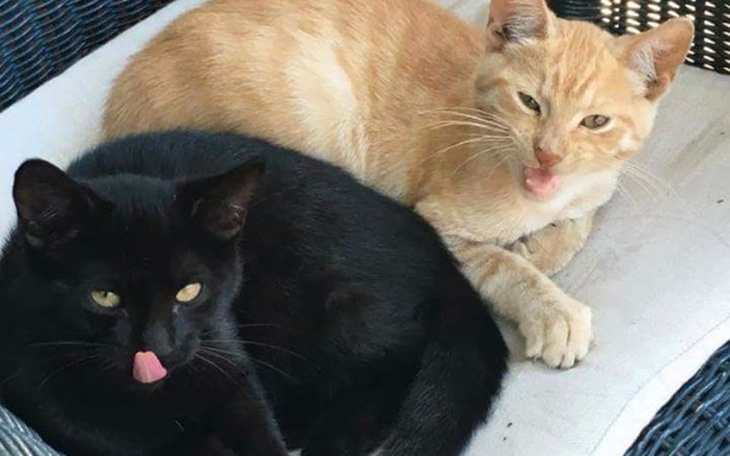 Zbiórka Letnie kociaki - zdjęcie główne