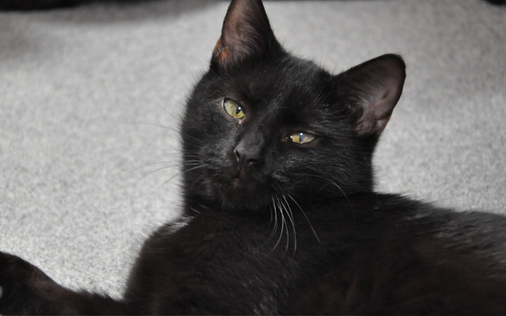 Czarny kot leżący na podłodze, z ciekawym spojrzeniem.