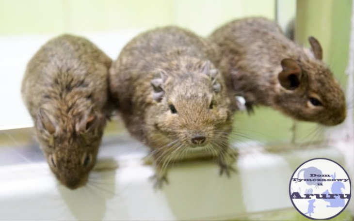 Zbiórka Jedzenie dla koszatniczek z DT - zdjęcie główne