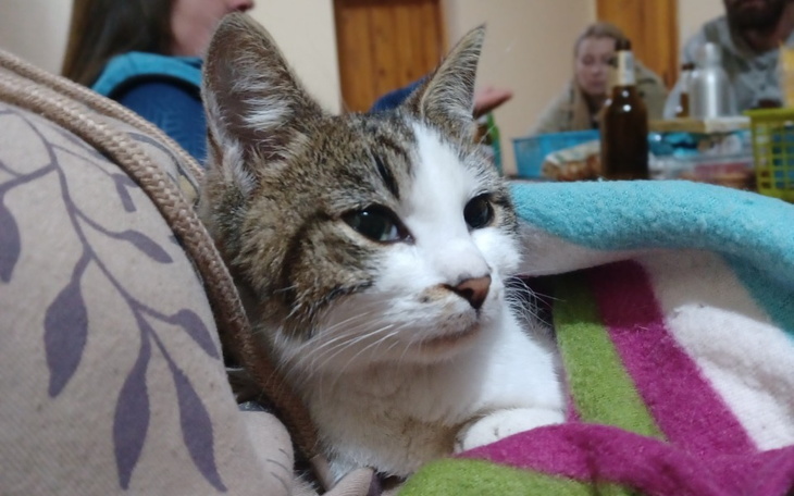 Zbiórka Koty Dresso,kastracja i leczenie - zdjęcie główne