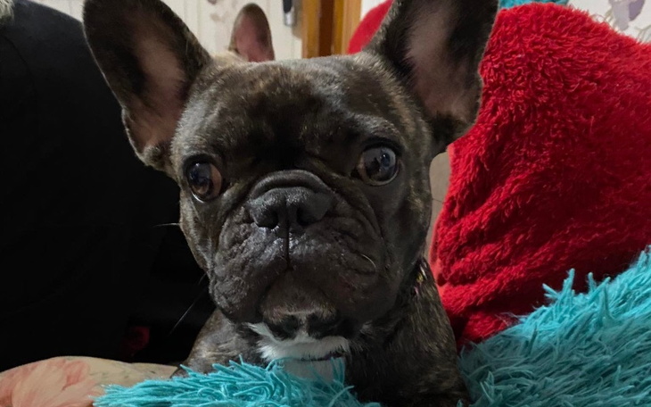 Zbiórka Operacja kręgosłupa Balbiny - zdjęcie główne