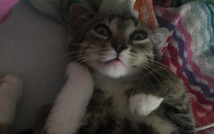 Zbiórka Leczenie oka mlodej kotki - zdjęcie główne