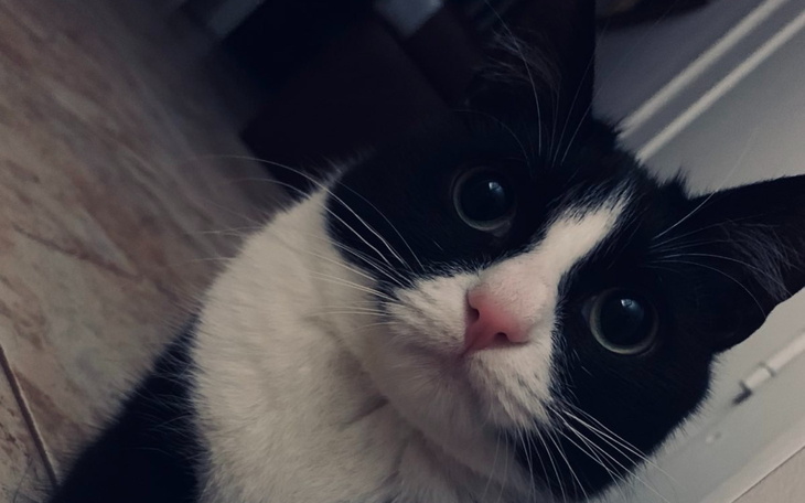 Czarnobiały kot patrzy w obiektyw, z wyrazem ciekawości.