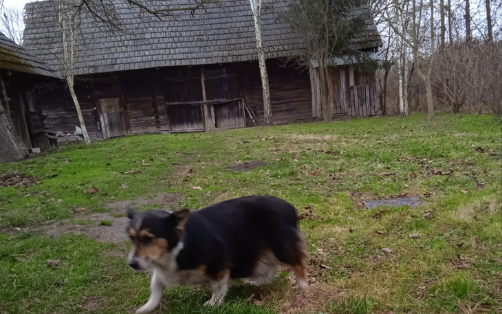 Zbiórka psie sieroty proszą o pomoc - zdjęcie główne