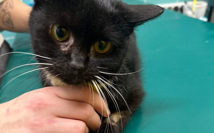 Zbiórka Gorzkie życie słodkiej Bułki - zdjęcie główne