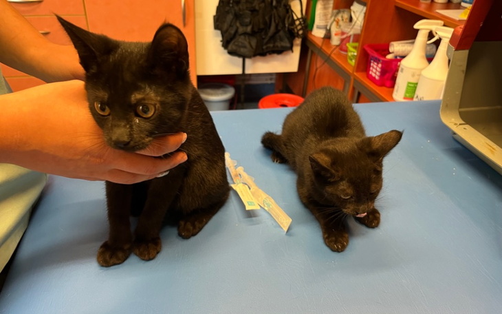 Zbiórka Pomoc dla Burzy i Tajfuna - zdjęcie główne