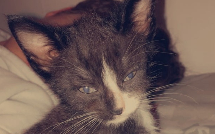 Zbiórka NA LECZENIE KOTKA, mały szprotek - zdjęcie główne