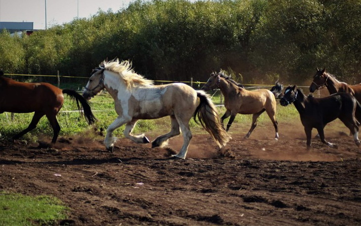 Zbiórka Utrzymanie koni w KS Happy Horse - zdjęcie główne