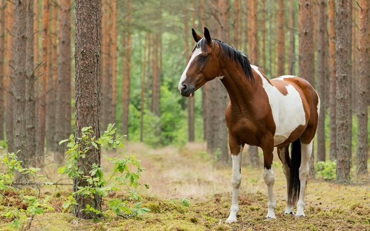 Zbiórka Na marzenia związane z końmi - zdjęcie główne