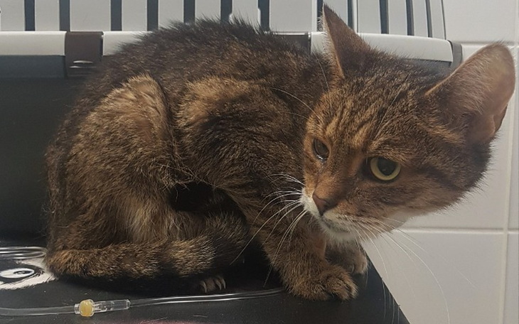 Zbiórka Fasolka - zdjęcie główne