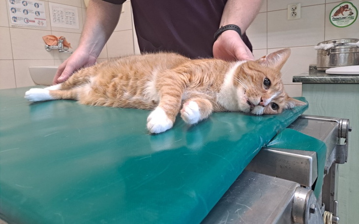 Zbiórka Na leczenie Dexterka. - zdjęcie główne