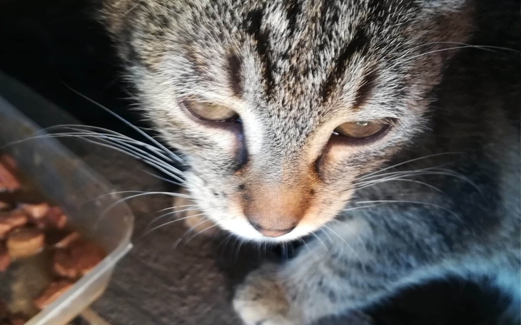 Zbiórka Nie mamy karmy dla kotów - zdjęcie główne