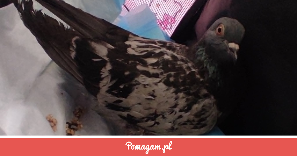 Na Kolejny Miesiąc Ratowania Ptaków | Pomagam.pl