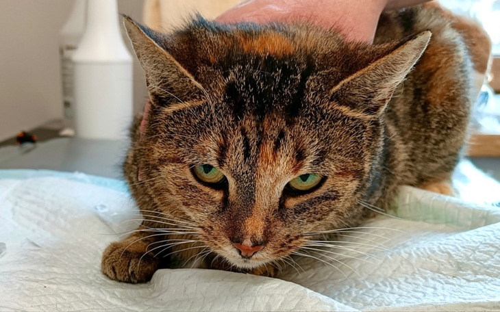 Kot leżący na stole, z wyrazem skupienia na twarzy.