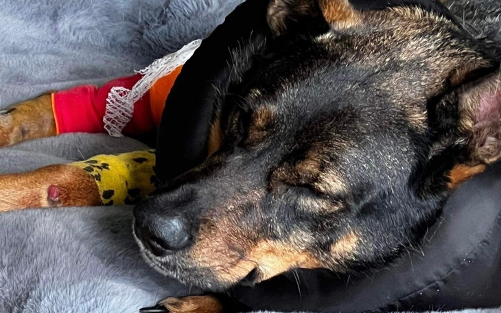 Zbiórka Pomóż psince w walce o zdrowie - zdjęcie główne