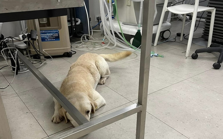 Zbiórka Na leczenie Labusia - zdjęcie główne