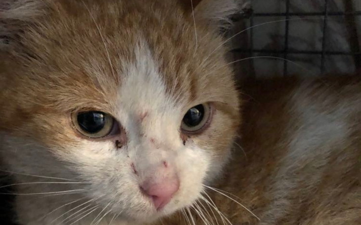 Rudy kot z ranami na pyszczku, leży w klatce.