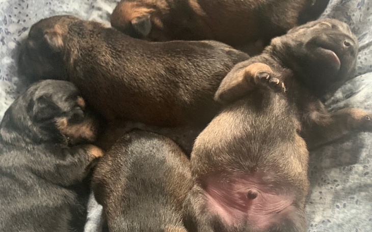 Słodkie szczeniaki śpiące obok siebie na kocyku.