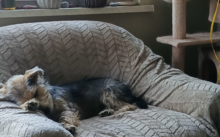 Zbiórka Pilna Ekstrakcja 2 ząbków Luny - zdjęcie główne