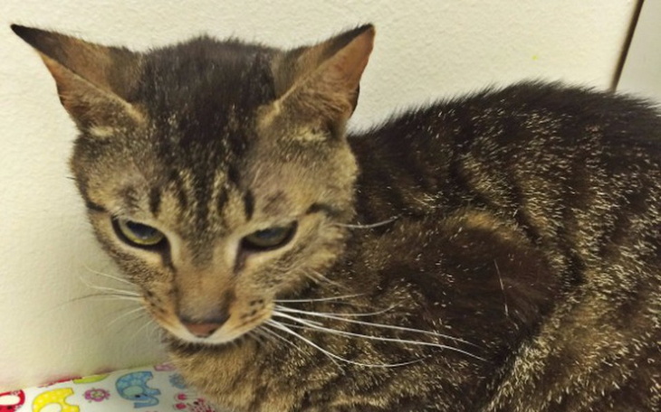 Blisko ujęcie kota z wyraźnymi wąsami.