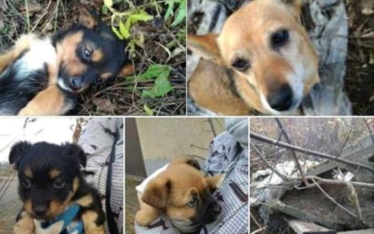 Zbiórka Na Transport dla 11 psów... - zdjęcie główne