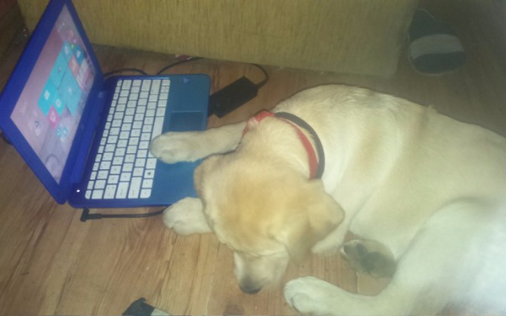 Zbiórka Karma dla pieska - zdjęcie główne