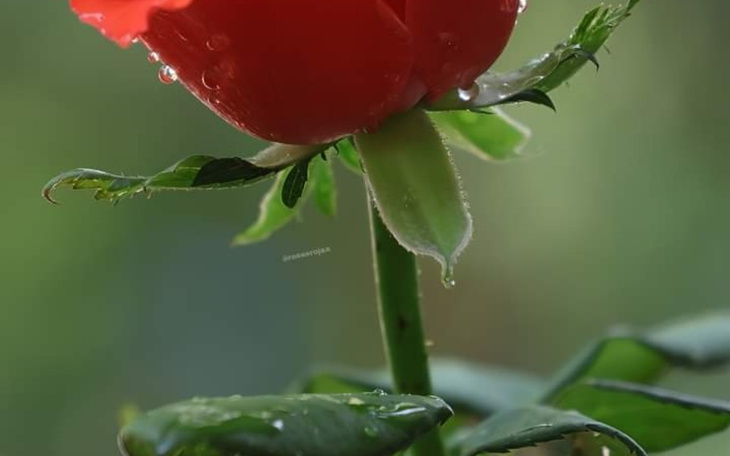 Zbiórka Prośba pomocy - zdjęcie główne