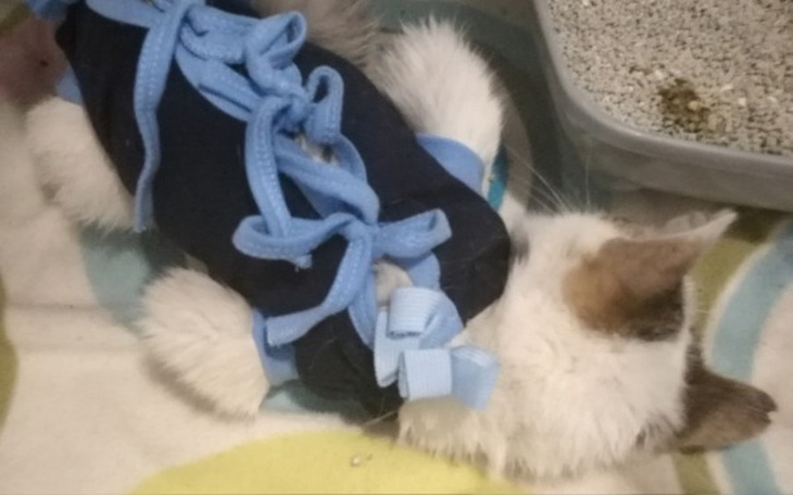 Zbiórka Umierajaca kotka-uratowana TOZ - zdjęcie główne