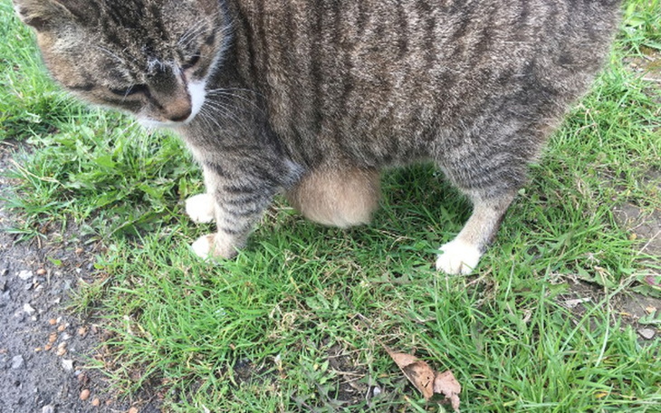 Zbiórka Pomóż Matyldzie by mogła żyć - zdjęcie główne