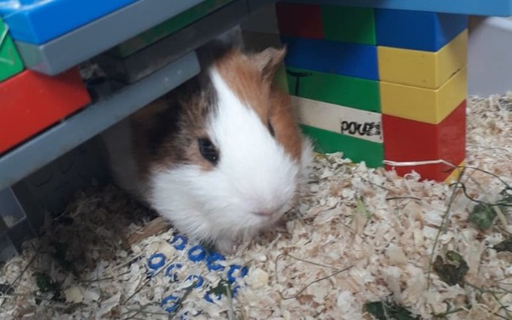 Zbiórka Dla mojej małej świnki morskiej - zdjęcie główne