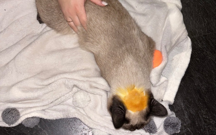 Słodki kot leży na kocyku, a ktoś go głaszcze.