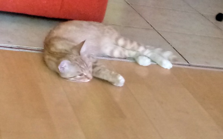 Zbiórka Na leczenie koteczki - zdjęcie główne