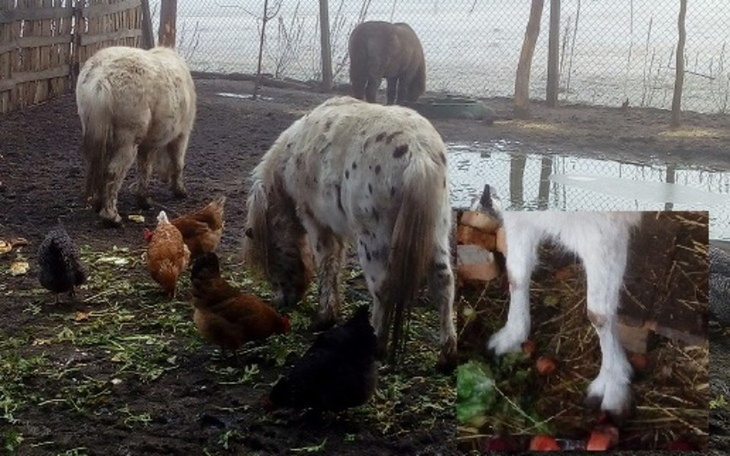 Zbiórka AKCJA Kowal - zdjęcie główne