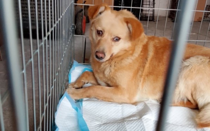 Zbiórka Transport suka i szczeniaki - zdjęcie główne