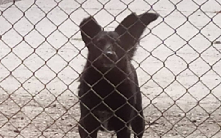 Zbiórka Mika przybita do drzewa! - zdjęcie główne