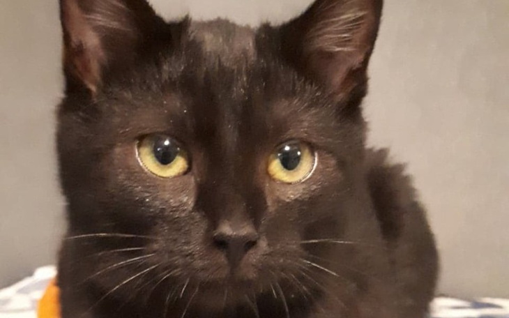 Zbiórka PYSIA błaga o szansę na życie .. - zdjęcie główne