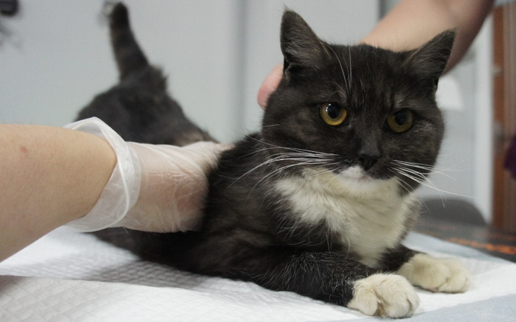 Zbiórka Cyganeczka - zdjęcie główne