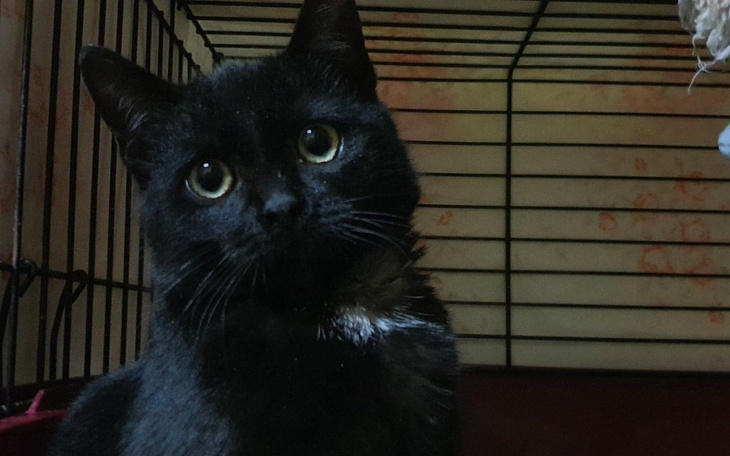 Zbiórka Mikołajkowe kitku - zdjęcie główne