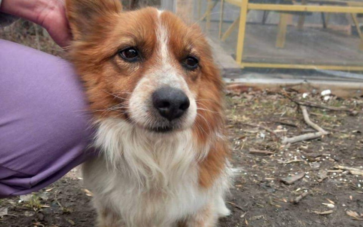 Pies z długim futrem, przytulany przez osobę.