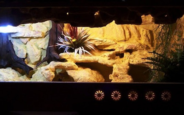 Zbiórka Wymarzone Terrarium dla Agamy - zdjęcie główne