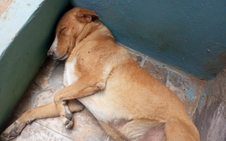 Śpiący pies w wygodnej pozycji na podłodze.